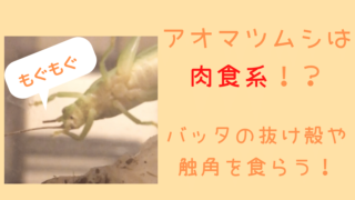 オンブバッタたちのキャベツの食べ方 小学生の虫観察日記