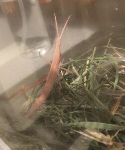 ピンクのショウリョウバッタ4
