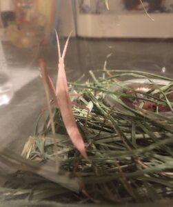 ピンクのショウリョウバッタの画像2